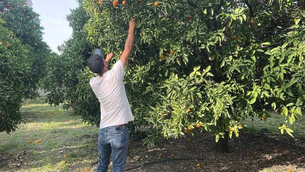 Hatay’da Dalından Narenciye Toplatan Festivale Yoğun İlgi! 1
